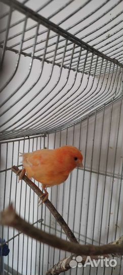 Кенар Бельгийский