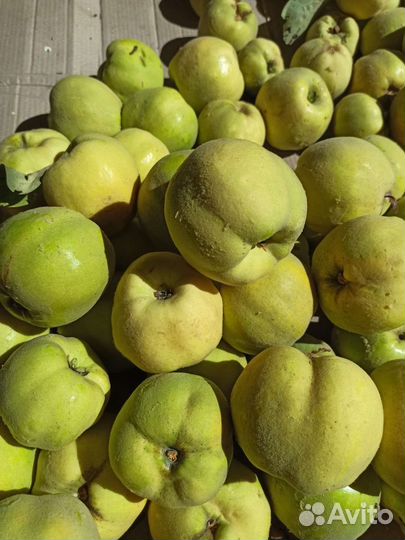 Айва грушевая,яблочная