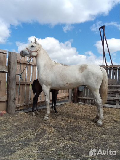 Кобыла с жеребенком