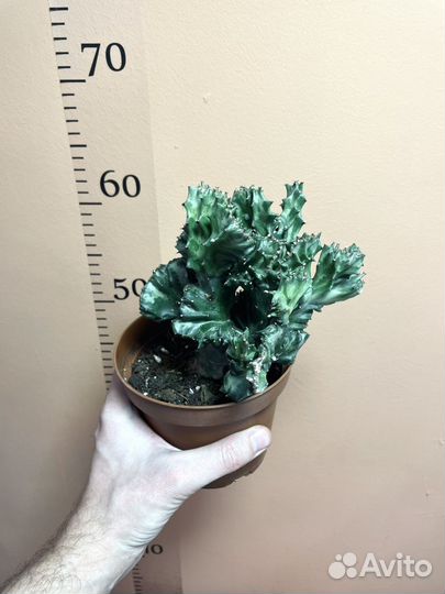 Эуфорбия Лактея Кристатная