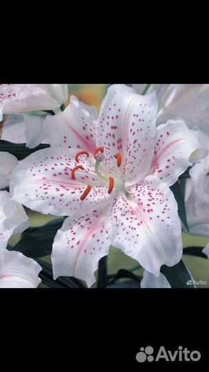 Гиппиаструм