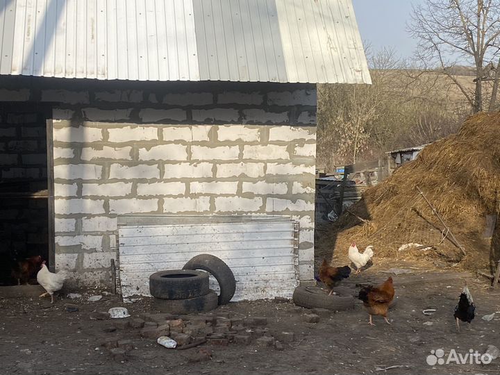 Молодые петухи