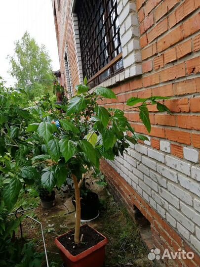 Гибискус Китайская роза