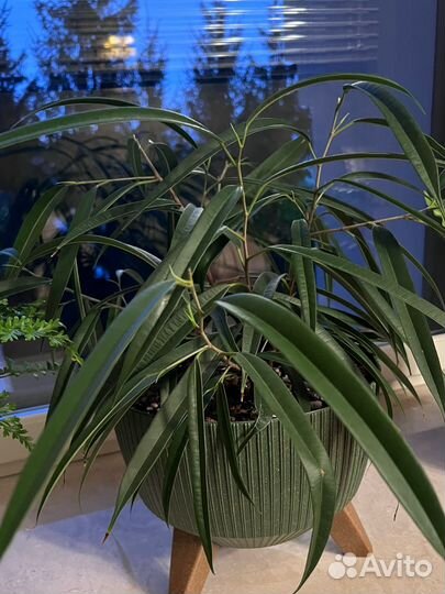 Фикусы эластика, алоэ