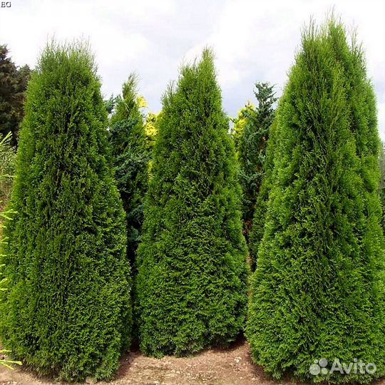 Туи колумна