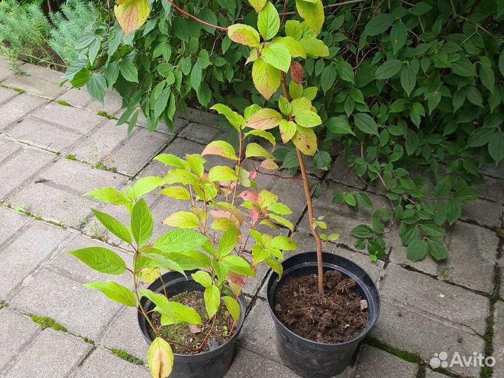 Мята; дёрен, Сибирика; роза ругоза