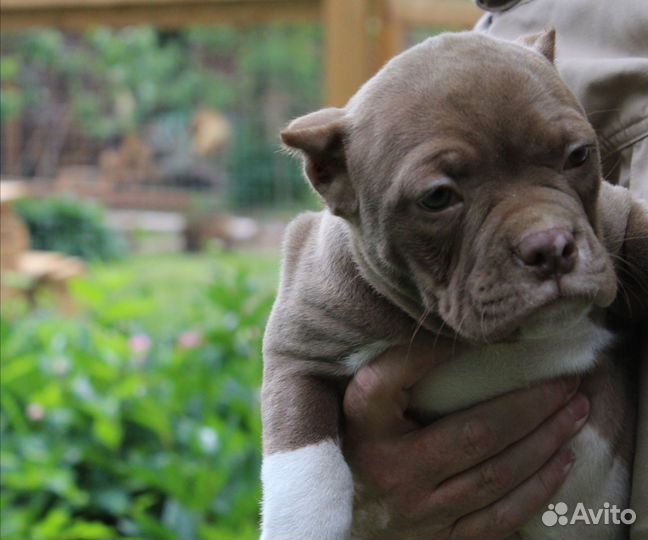 Американский булли покет, стандарт