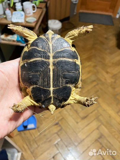 Черепаха сухопутная с террариумом