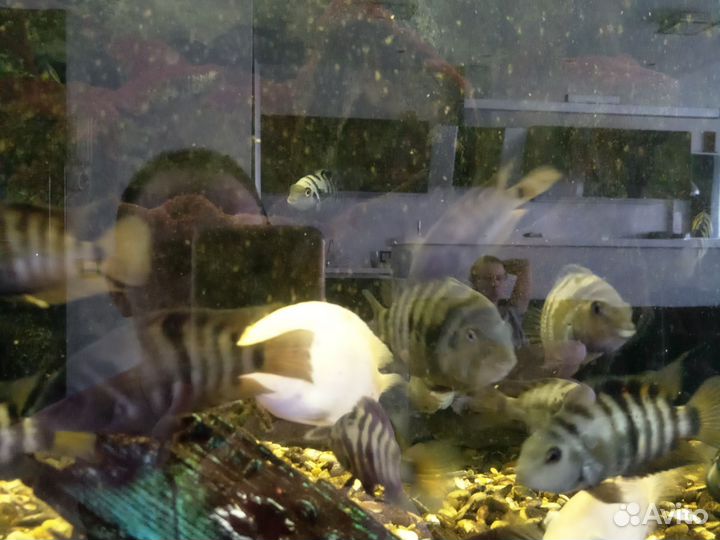 Рыбки цихлиды
