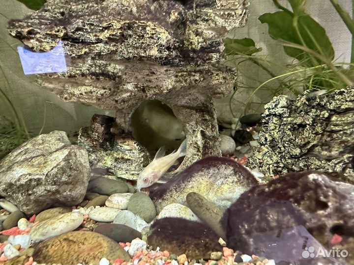 Аквариум 120 литров с рыбками, камнями, растениями