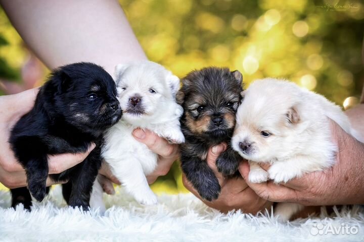 Шпице-детки