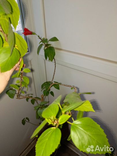 Гибискус китайская роза дерево