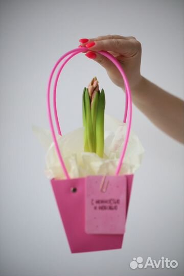 Гиацинт в горшке на 8 марта луковичные первоцветы