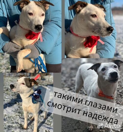 Такими глазами смотрит надежда