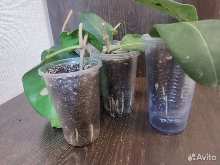 Стефанотис