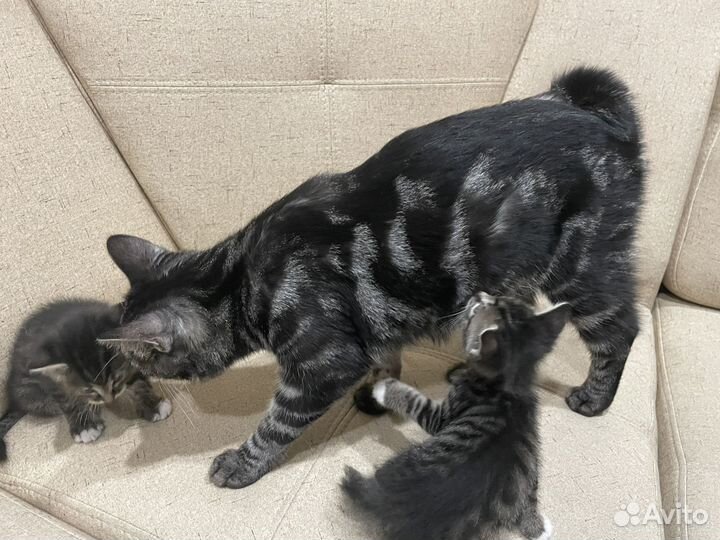 Котята бесплатно