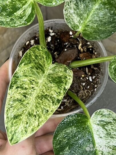 Филодендрон гигантум вариегатный