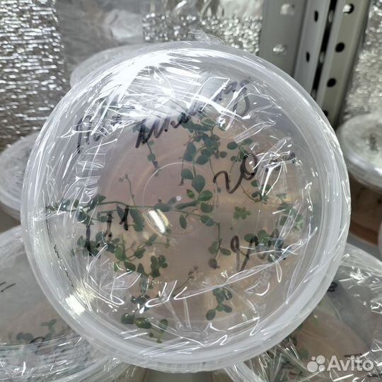 Голубика Пинк Лимонад Клоники in vitro