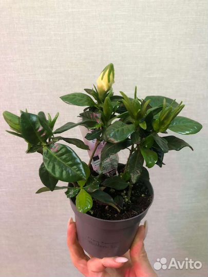 Гардения жасминовидная