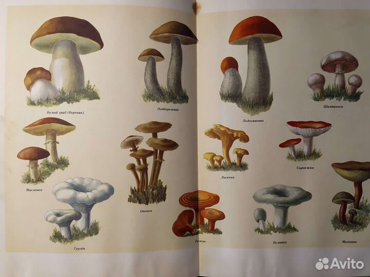 Книга о вкусной и здоровой пище