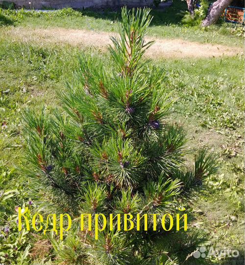 Кедр привитой (сосна кедровая сибирская)