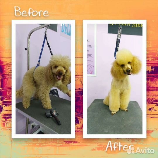 Груминг собак