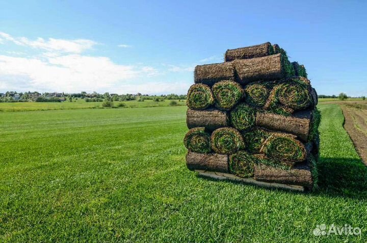 Укладка газона