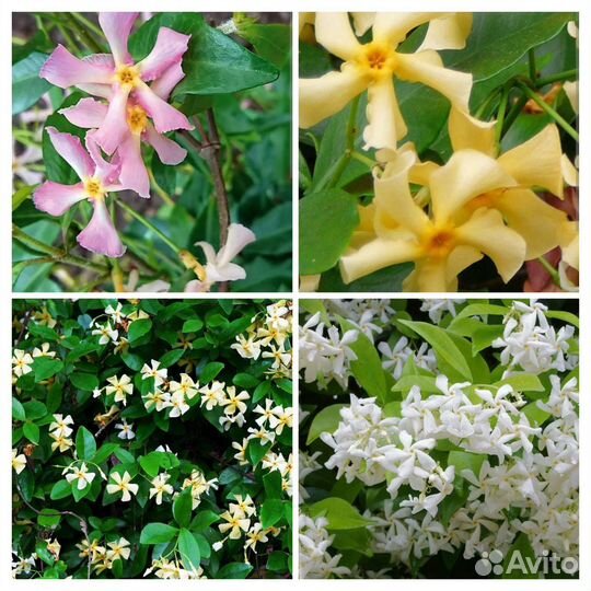 Трахелоспермумы 5 видов,ринкоспермум