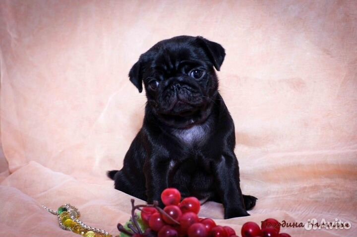 Вязка кобель мопс