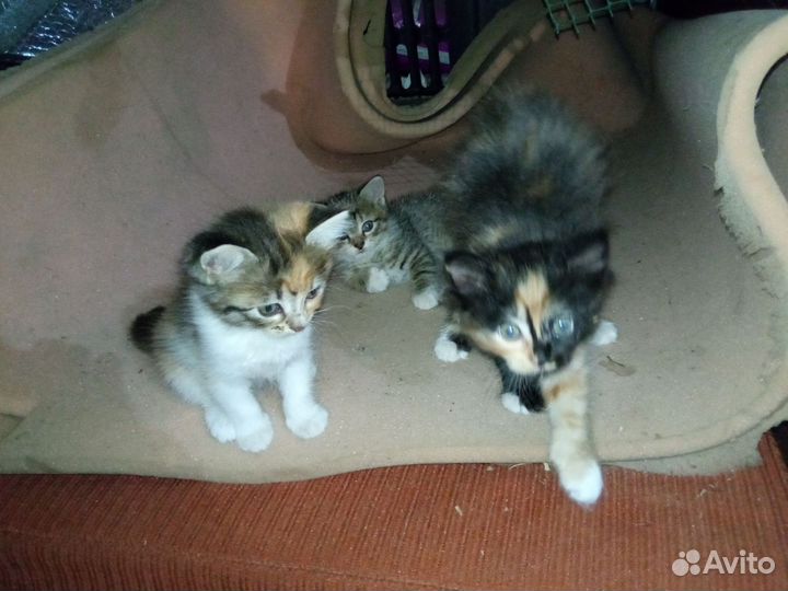 Котята в добрые руки бесплатно