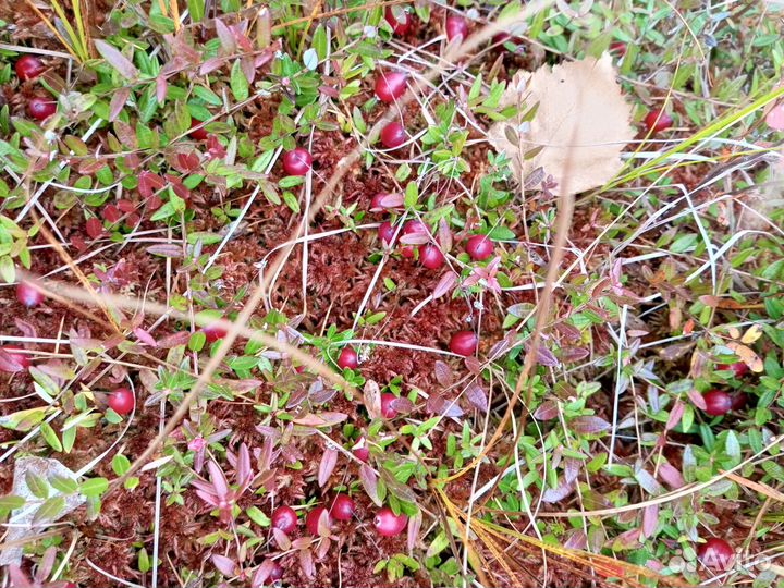 Клюква свежая