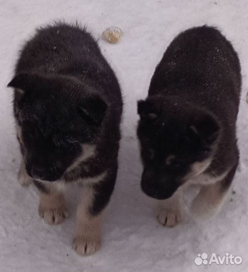 Щенок в добрые руки бесплатно