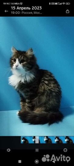 Кошка в дар