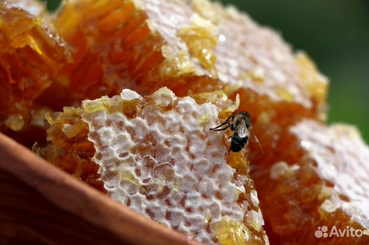 Горный Алтайский мёд