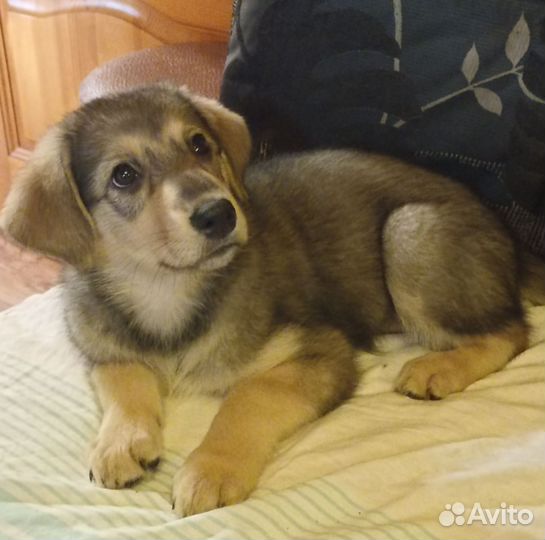 Красавица Дымка в добрые руки