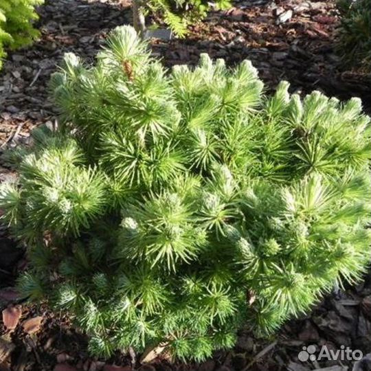 Лиственница на штамбе и без информация в описании