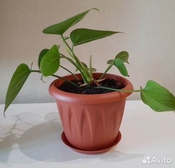 Комнатные цветы антуриум