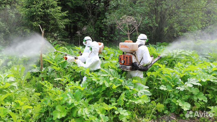 Уничтожение борщевика/покос/обработка от сорняков