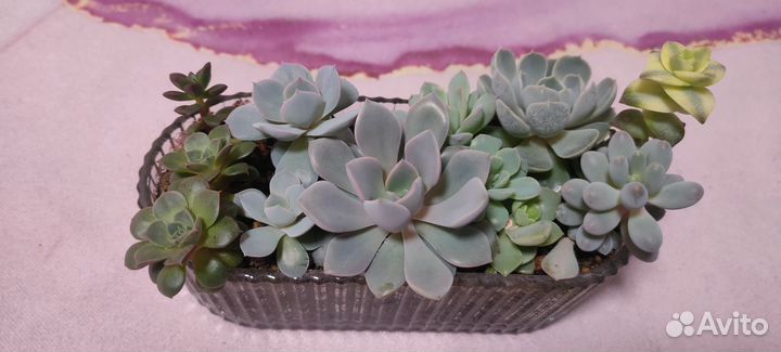 Суккуленты. Эхеверии, крассулы, крестовники