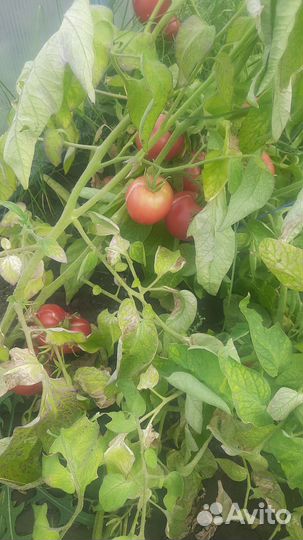 Томаты