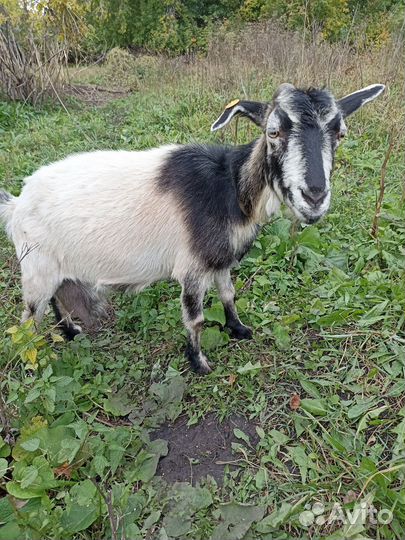 Продам козу