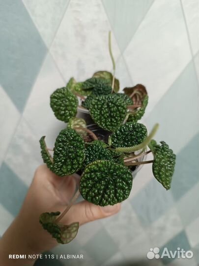 Пеперомия Грин бабл