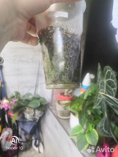 Аглоонема Maha lab