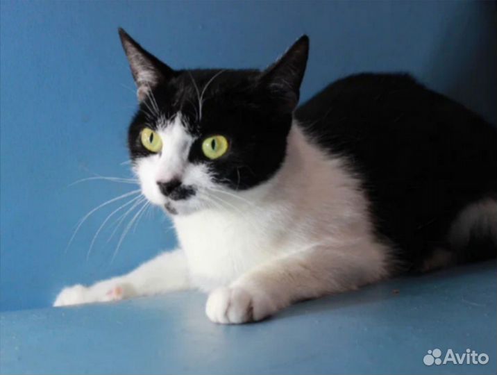 Манечка в дар