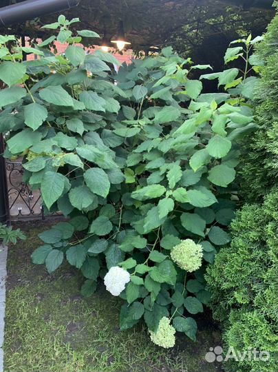 Гортензия древовидная