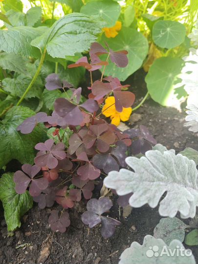 Оксалис кислица Редкие растения для сада