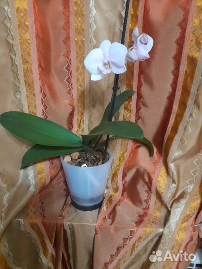 Орхидея фаленопсис