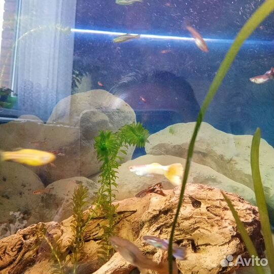 Отдам гуппи