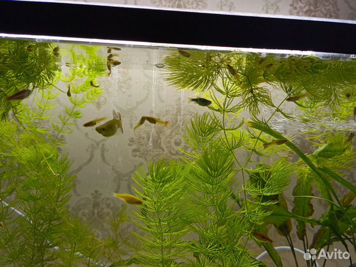 Аквариумные рыбки гуппи