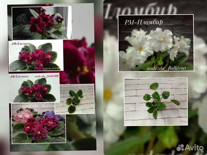 Фиалки сортовые